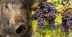 Vendemmia a rischio per cinghiali e caprioli